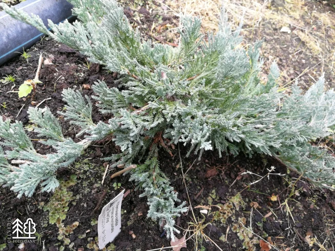 Juniperus horizontalis   'Blue Chip'